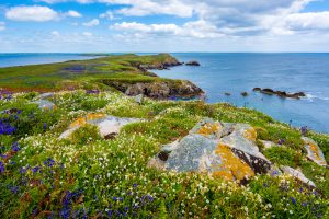 saltee island ireland