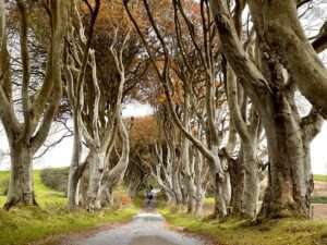 Dark Hedges, Image by Christine Rogador