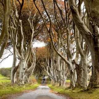 Dark Hedges, Image by Christine Rogador