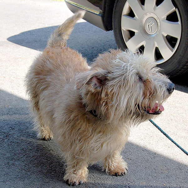 Glen of Imaal Terrier