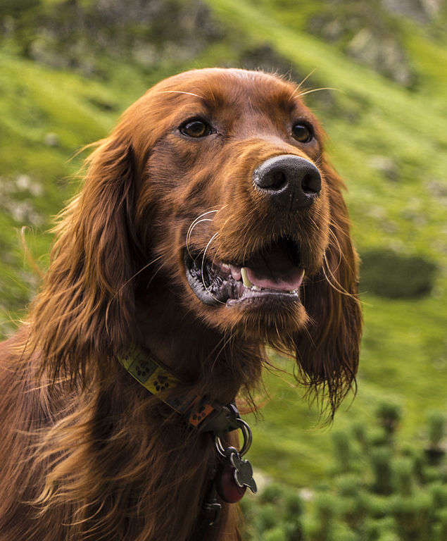 Irish Setter is one of Ireland native animals