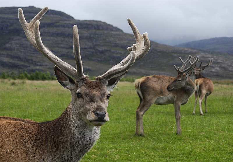 12 Animals That Are Native To Ireland - Ireland Travel Guides