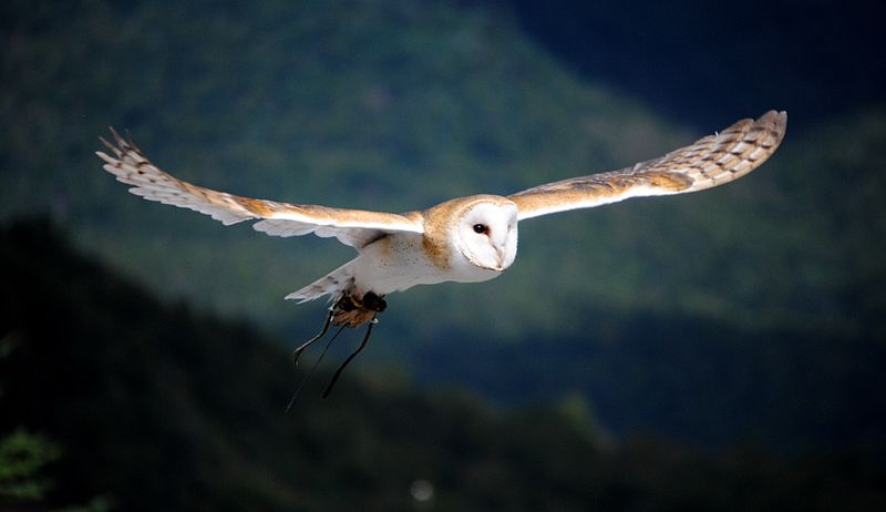 Barn Owl