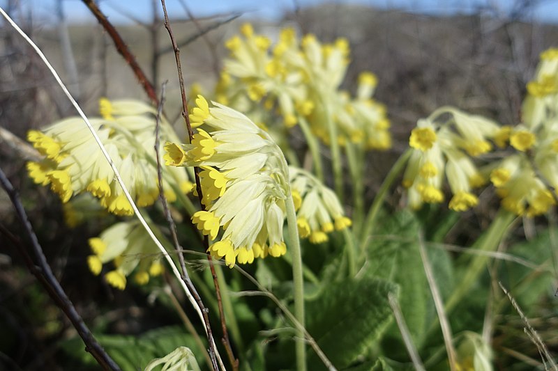 Cowslip