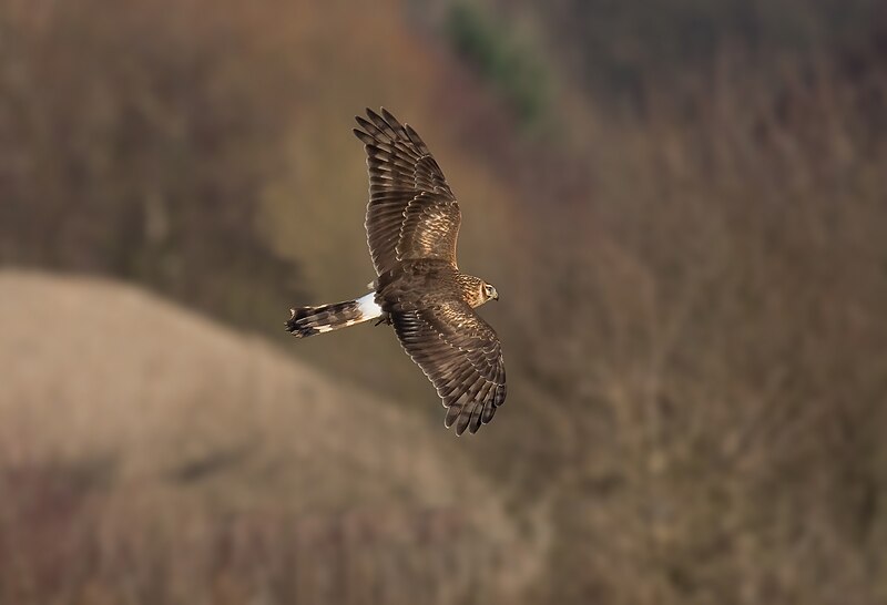 Hen Harrier