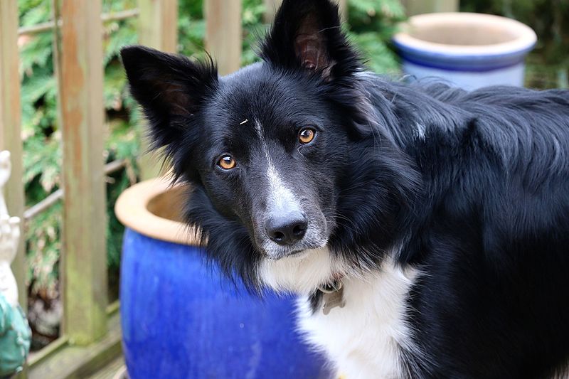 Irish Collie