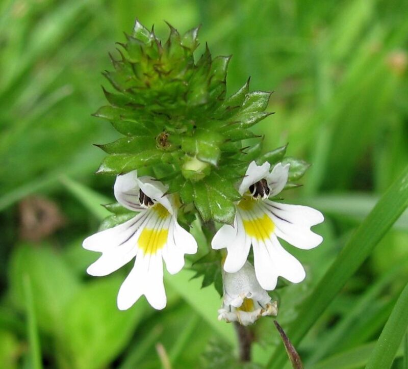 Irish Eyebright