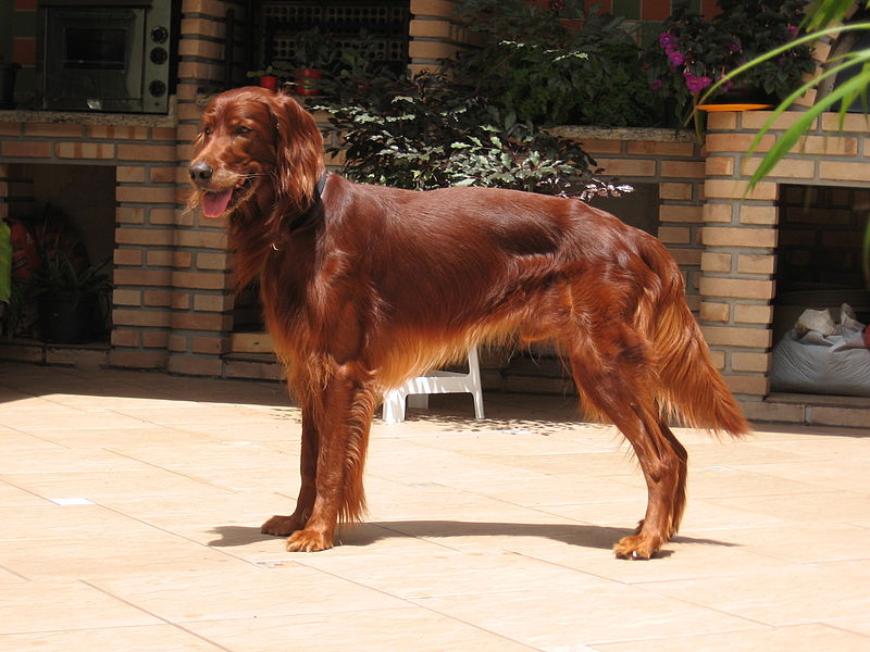 Irish (Red) Setter