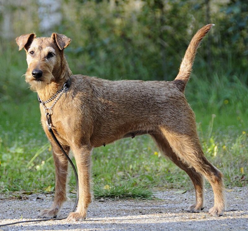 Irish Terrier