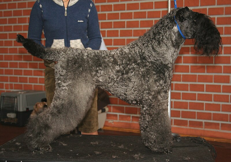 Kerry Blue Terrier