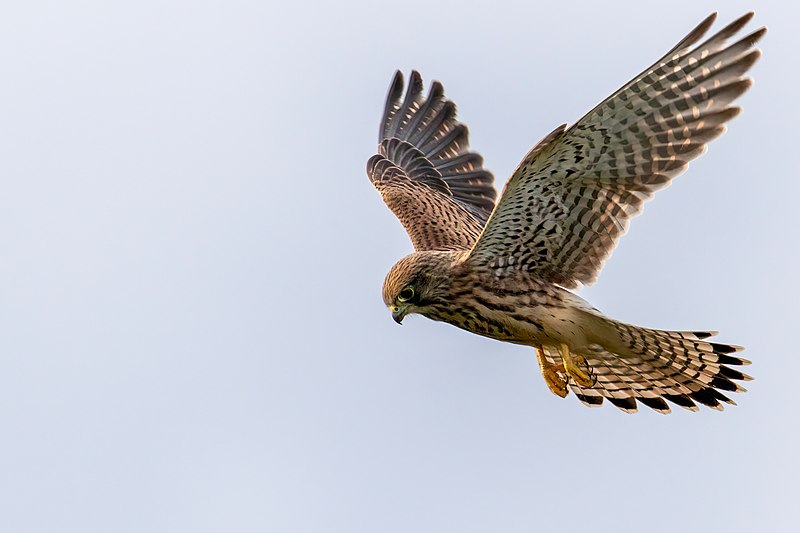 Kestrel