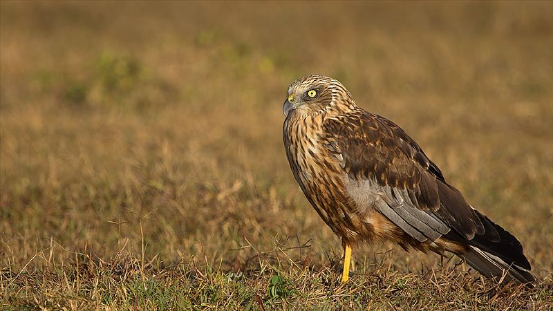 Marsh Harrier