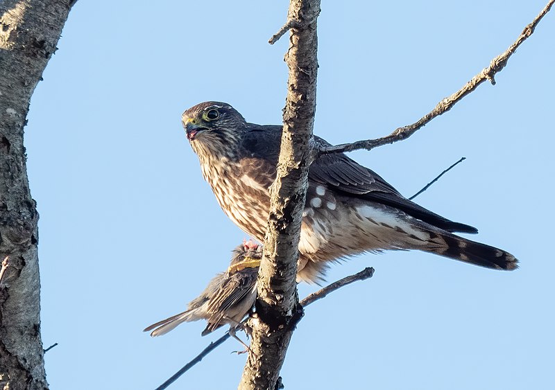 Merlin