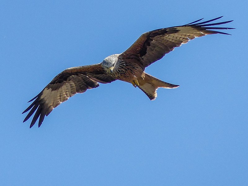 Red Kites