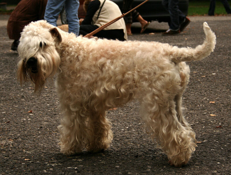 Soft-coated Wheaten Terrier