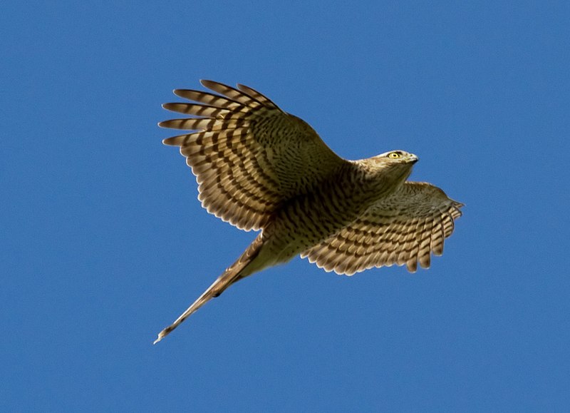 Sparrowhawks