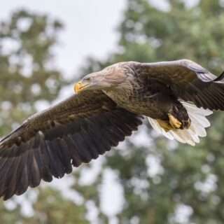 White Tail Eagle