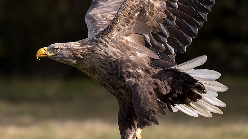 White Tail Eagle