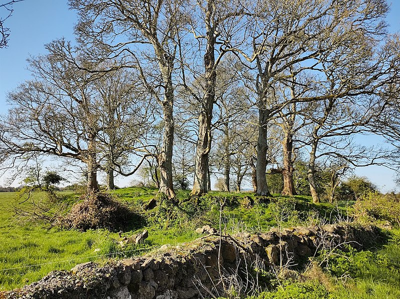 Fairy Trees