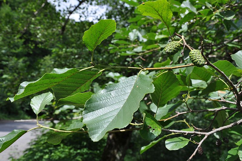 Alder (Alnus glutinosa)