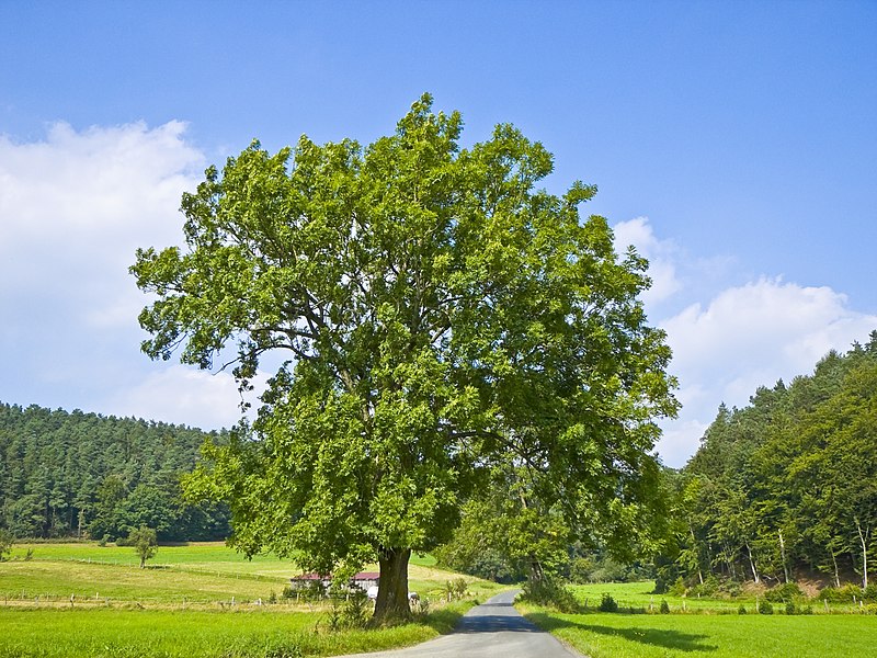 Ash (Fraxinus excelsior)