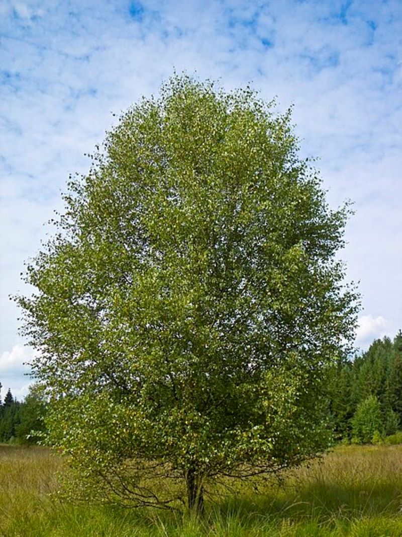 Birch (Betula pubescens)