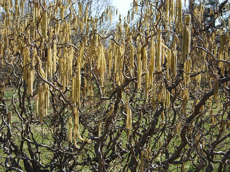 Hazel (Corylus avellana)