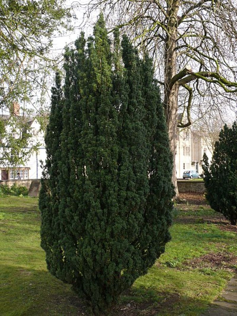 Irish yew (Taxus baccata 'fastigiata')