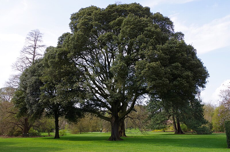 Oak (Quercus)