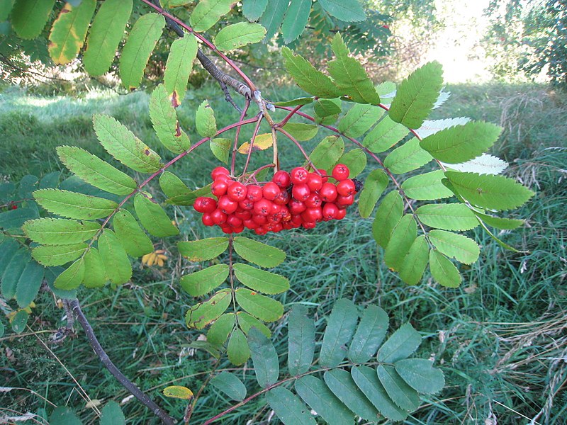 Rowan (Sorbus)