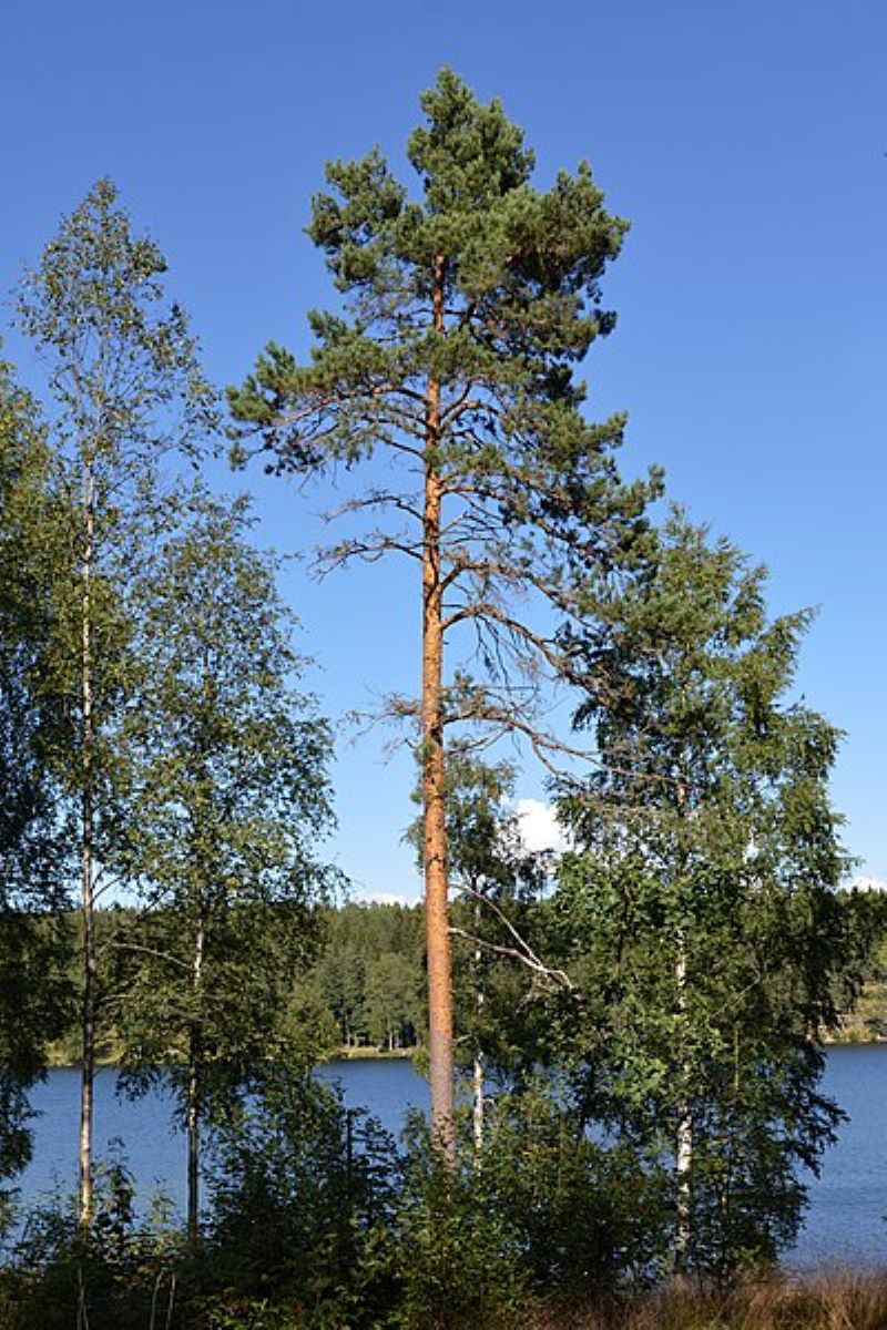 Scots pine (Pinus sylvestris)