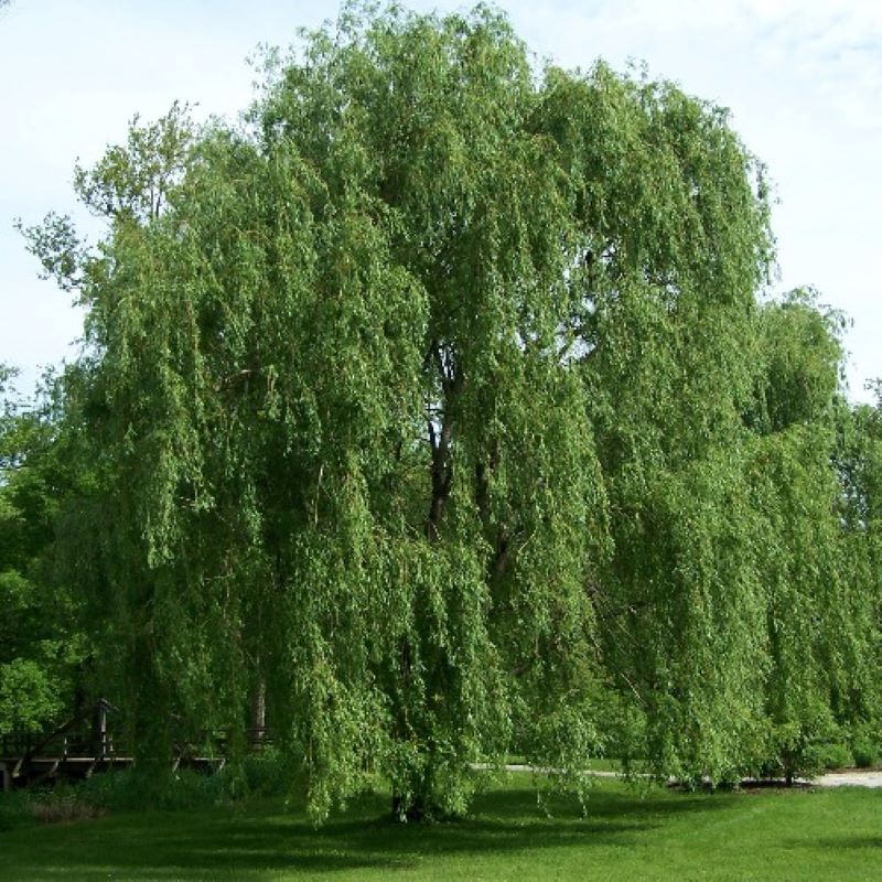 Willow (Salix)