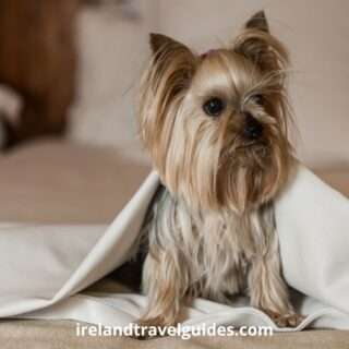 10 Best Dog-Friendly Hotels In Ireland