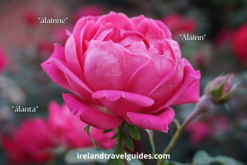 "Álainn" (pronounced: awl-inn) (Alternative Spellings)