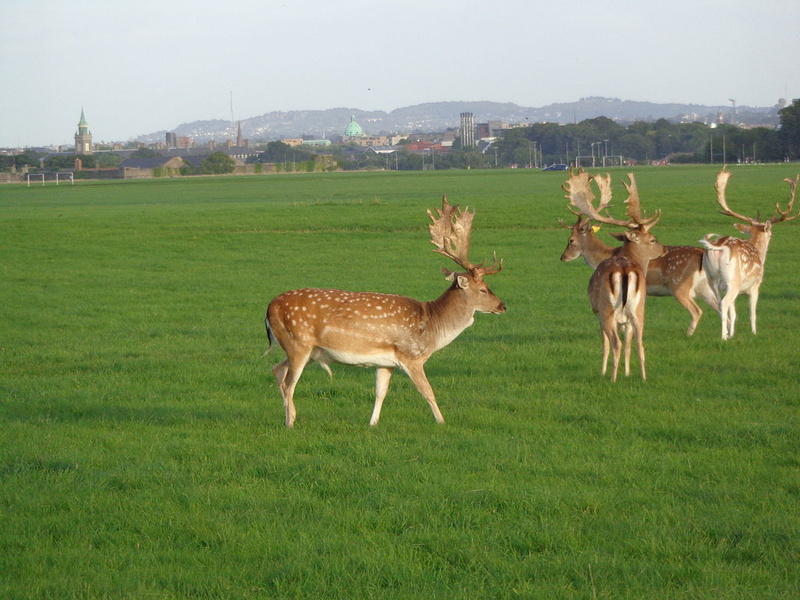 Phoenix Park In Dublin